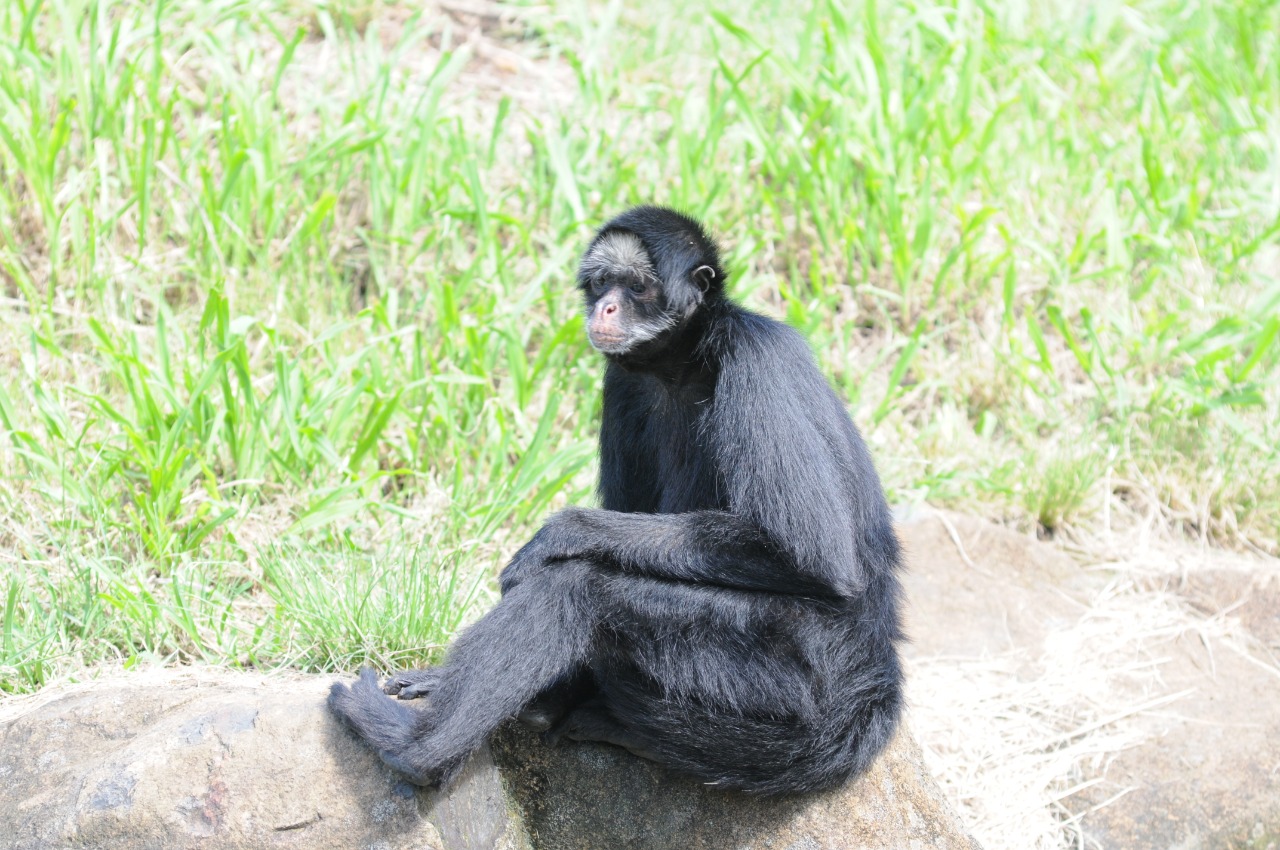 Macaco-aranha é a moradora mais idosa do GramadoZoo